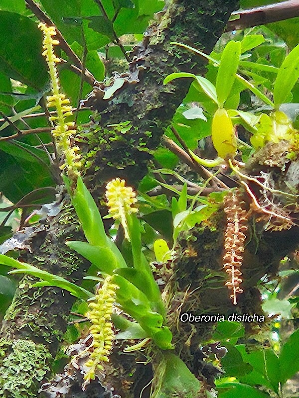 Oberonia disticha Orchidaceae  Indigène La Réunion 36.jpeg