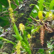 Oberonia disticha Orchidaceae  Indigène La Réunion 36.jpeg