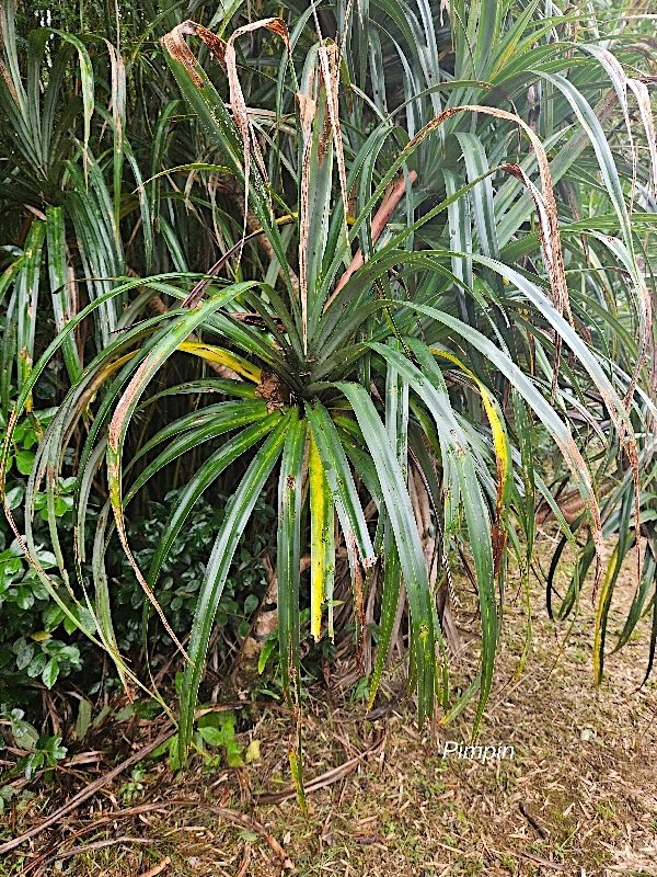 Pandanus montanus Pimpin Pandanac eae Endémique La Réunion 24.jpeg