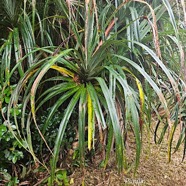 Pandanus montanus Pimpin Pandanac eae Endémique La Réunion 24.jpeg