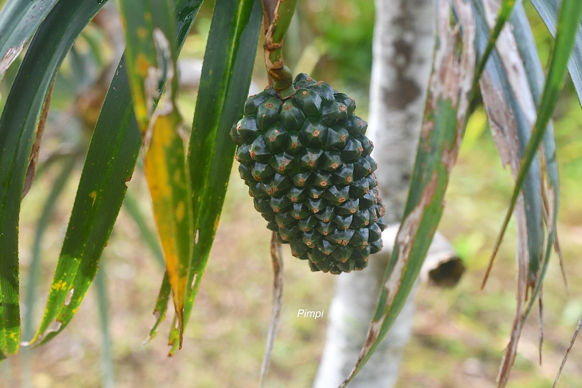 Pandanus montanus Pimpin Pandanace ae Endémique La Réunion 1724.jpeg