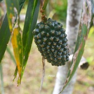 Pandanus montanus Pimpin Pandanace ae Endémique La Réunion 1724.jpeg