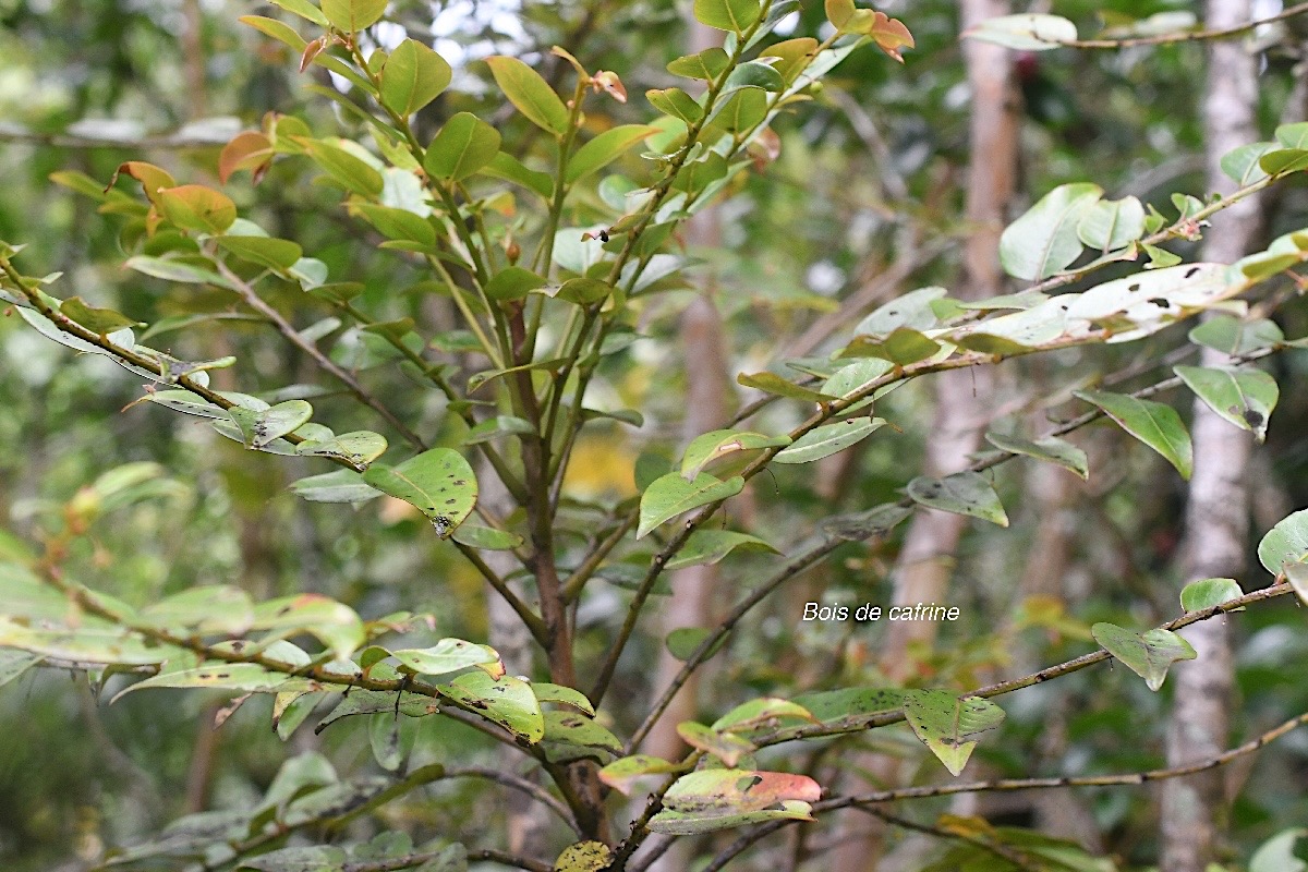 Phyllanthus phillyreifolius Bois de cafrine Phylla nthaceae Endémique La Réunion, Maurice 1772.jpeg