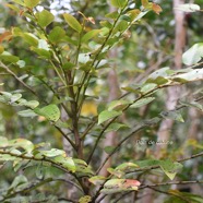 Phyllanthus phillyreifolius Bois de cafrine Phylla nthaceae Endémique La Réunion, Maurice 1772.jpeg