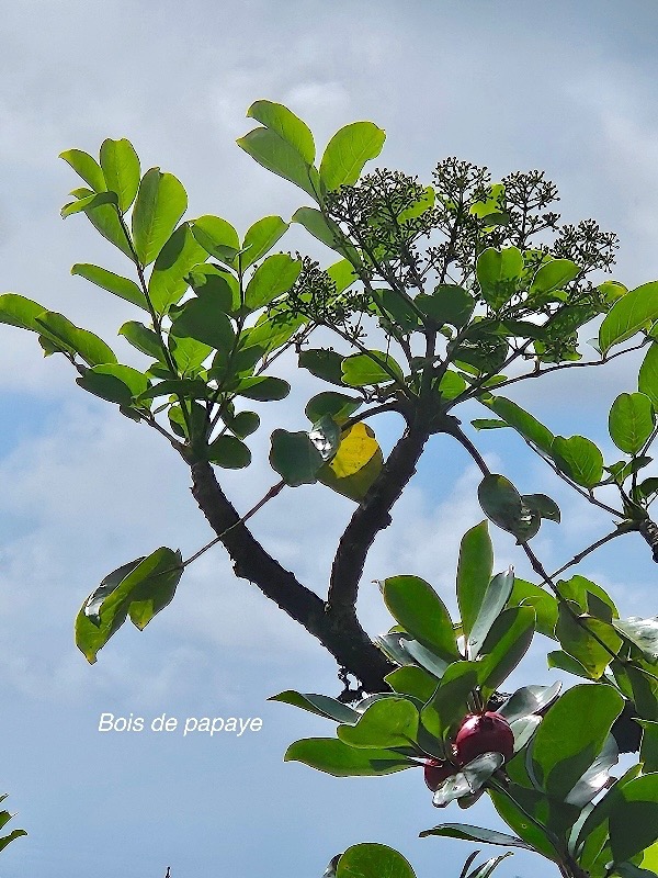 Polyscias repanda bois de papaye Araliaceae Endémique La Réunion    55.jpeg