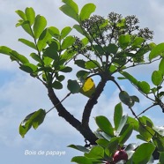 Polyscias repanda bois de papaye Araliaceae Endémique La Réunion    55.jpeg