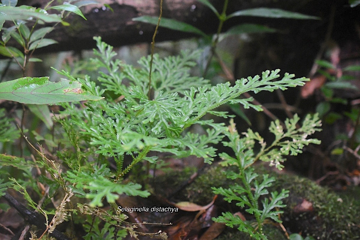 Selaginella distachya Selaginellaceae E ndémique La Réunion, Maurice 1791.jpeg