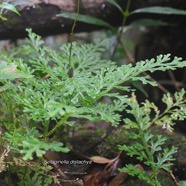 Selaginella distachya Selaginellaceae E ndémique La Réunion, Maurice 1791.jpeg