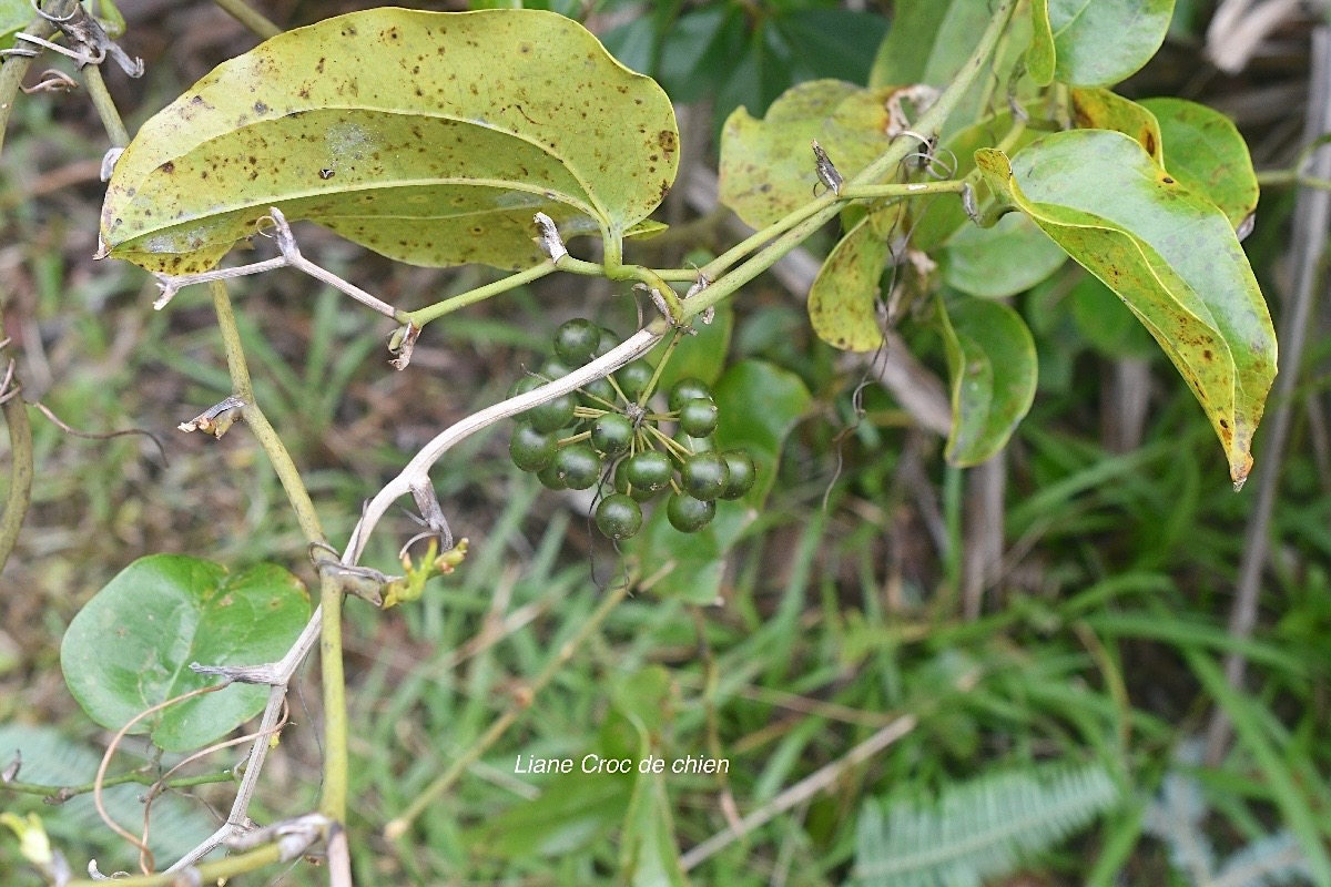 Smilax anceps Liane croc de chien Smil acaceae Indigène La Réunion 1816.jpeg