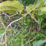 Smilax anceps Liane croc de chien Smil acaceae Indigène La Réunion 1816.jpeg