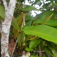 Syzygium cordemoyi  Bois de pomme à grandes feuilles Myrtaceae Endémique La Réunion 1735.jpeg