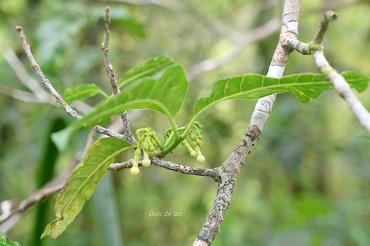 Tabernaemontana mauritiana Bois de lait Apocyn aceae Endémique La Réunion, Maurice 1811.jpeg