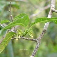 Tabernaemontana mauritiana Bois de lait Apocyn aceae Endémique La Réunion, Maurice 1811.jpeg