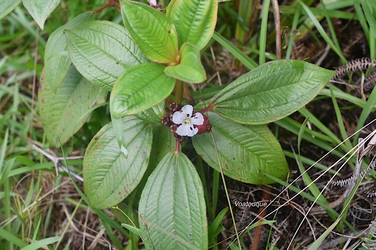 Tristemma mauritianum Voatouque Melast omataceae Indigène Réunion ?1763.jpeg