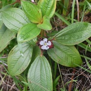 Tristemma mauritianum Voatouque Melast omataceae Indigène Réunion ?1763.jpeg