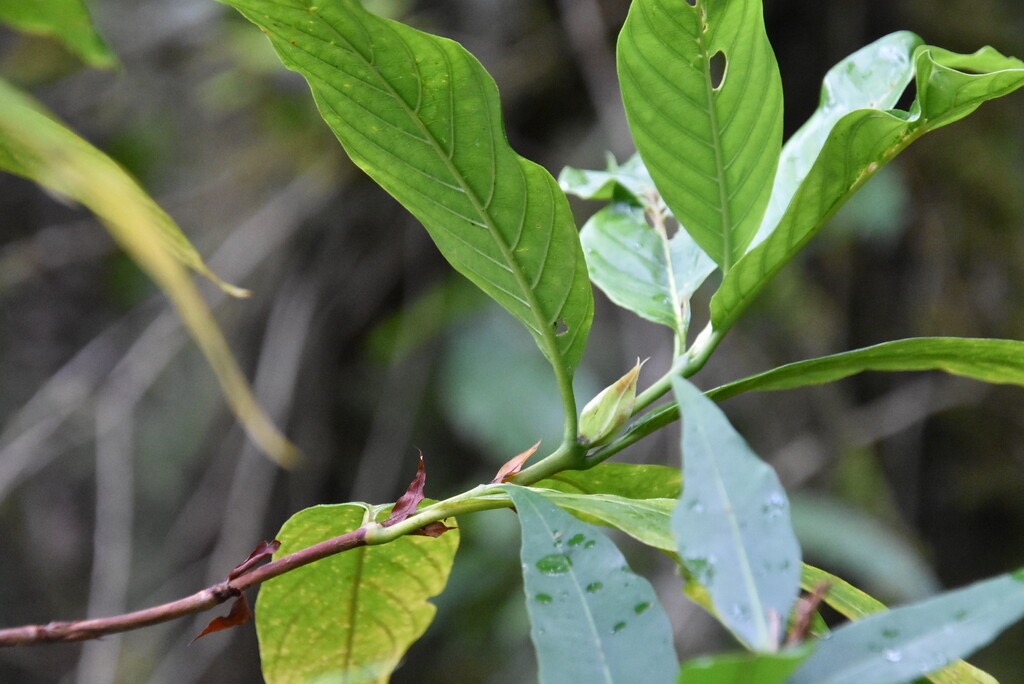 Bertiera_borbonica-Bois_de_raisin-RUBIACEAE-Endemique_Reunion-MB3_6547.jpg