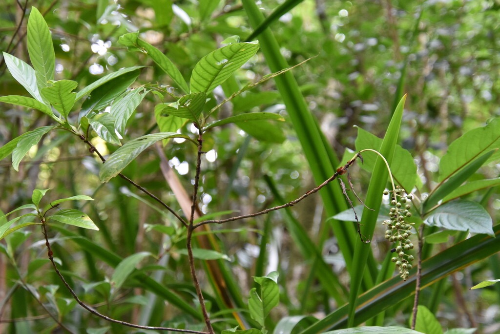 Bertiera_rufa-Bois_de_raisin-RUBIACEAE-Endemique_Reunion-MB3_6545.jpg