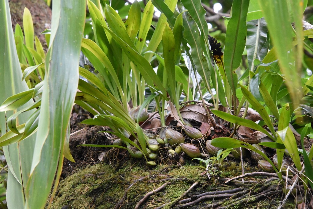 Bulbophyllum_variegatum-EPIDENDROIDEAE-Indigene_Reunion-MB3_6543.jpg