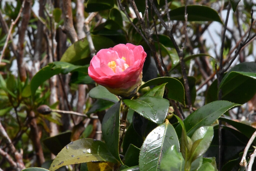 Camellia_japonica-Camelia-THEACEAE-Chine_Coree_Japon-MB3_6501.jpg