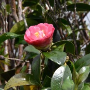 Camellia_japonica-Camelia-THEACEAE-Chine_Coree_Japon-MB3_6501.jpg