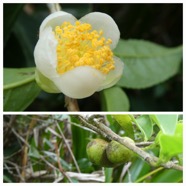 Camellia_sinensis-The-THEACEAE-Asie_du_Sud_Est-20240508_154453.jpg