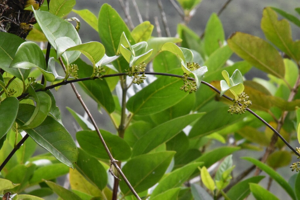 Danais_fragrans-Lingue_noir-RUBIACEAE-Endemique_Madagscar_Mascareignes-MB3_6522.jpg