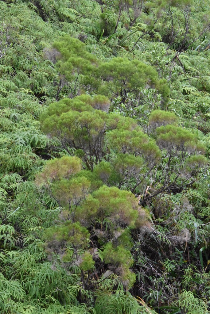 Erica_arborescens-Branle_filao-ERICACEAE-Endemique_Reunion-MB3_6495.jpg