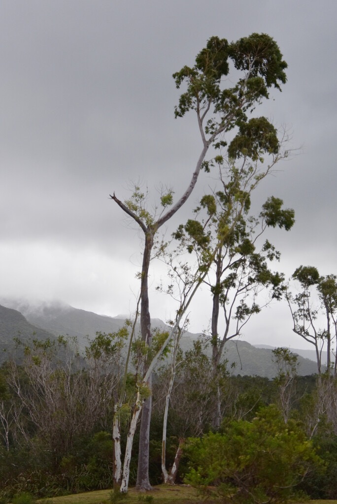 Eucalyptus_apres_le_passage_de_Belal-MB3_6585.jpg