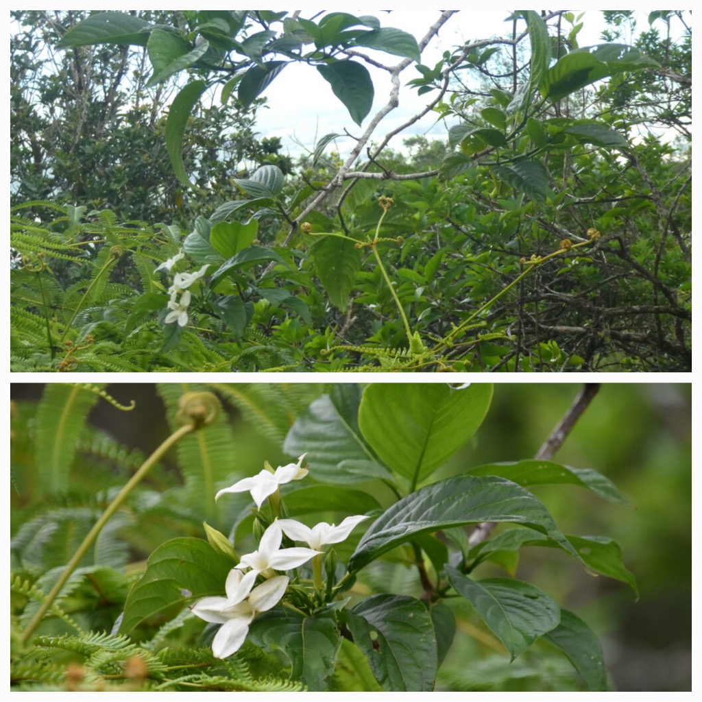 Mussaenda_landia-Quinquina_pays-RUBIACEAE-Endemique_Reunion_Maurice-20240508_154410.jpg