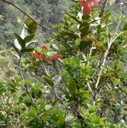 Syzygium_cordemoyi-Bois_de_pomme-MYRTACEAE-Endemique_Reunion-MB3_6521.jpg