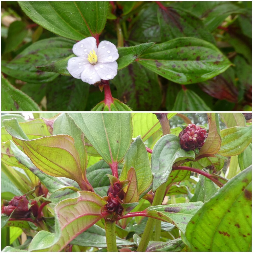 Tristemma_mauritianum-Bombon_rouge-MELASTOMATACEAE-Indigene_Reunion-20240508_154556.jpg