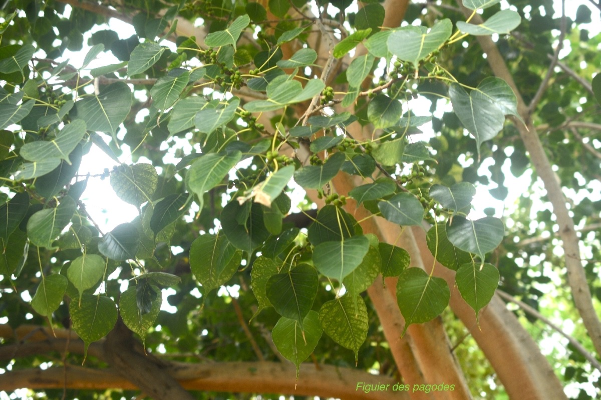 Ficus religiosa Figuier des pagodes Moraceae Inde 8867.jpeg