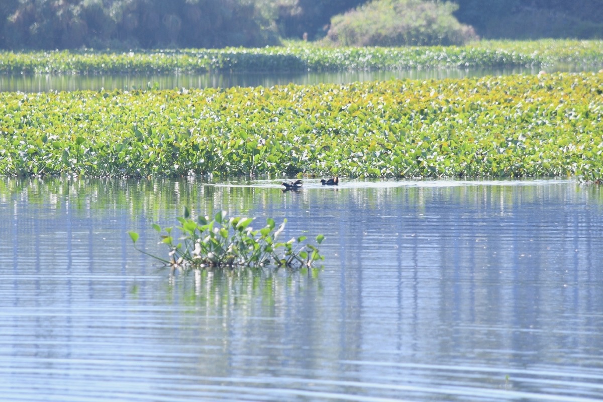 Gallinula chloropus Poule d'eau Rallidae 8796.jpeg