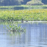 Gallinula chloropus Poule d'eau Rallidae 8796.jpeg