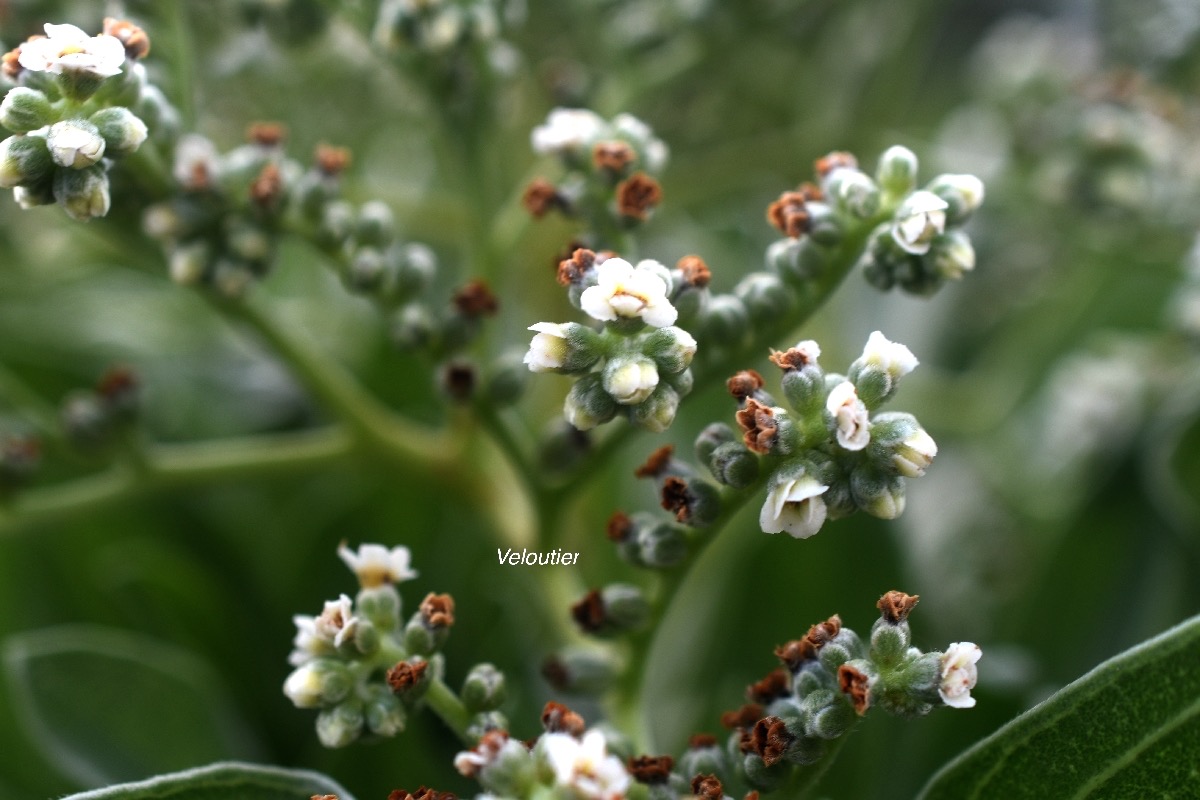 Heliotropium foertherianum Veloutier Boraginaceae Indigène La Réunion 8840.jpeg