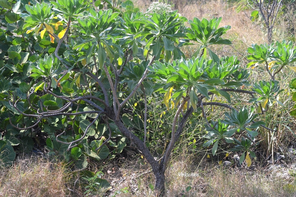 Heliotropium foertherianum Veloutier Boraginaceae Indigène La Réunion 8842.jpeg