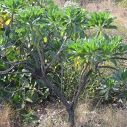 Heliotropium foertherianum Veloutier Boraginaceae Indigène La Réunion 8842.jpeg