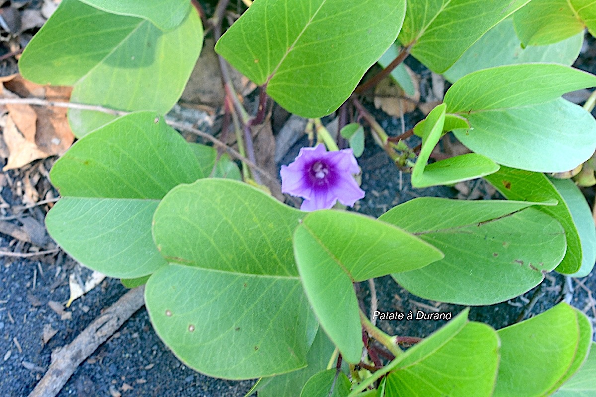 Ipomea pes-caprae Patate à Durand Convolvulaceae Indigène La Réunion 8811-1.jpeg