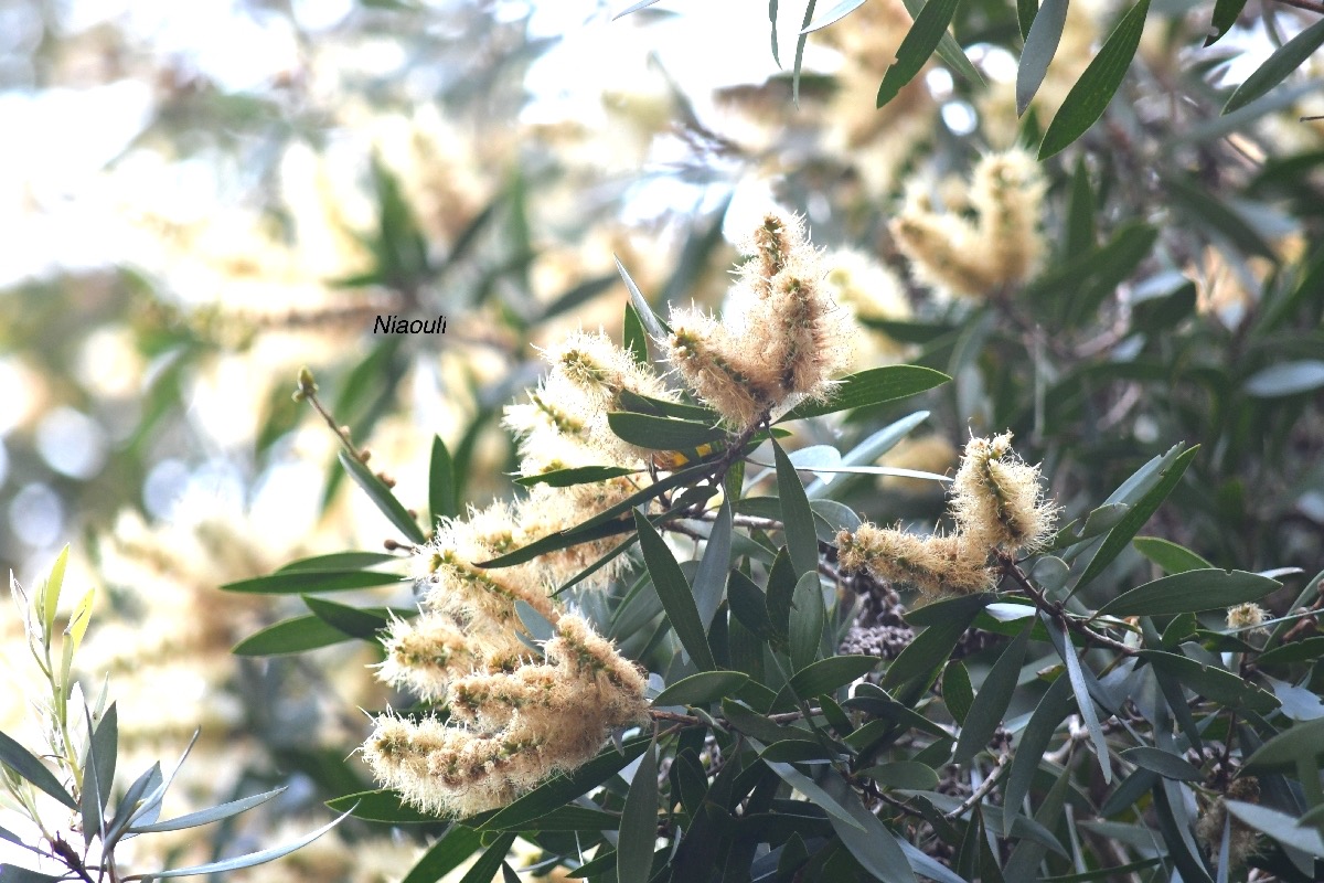 Melaleuca quinquenervia Niaouli Myrtaceae Australie, Nouvelle-Calédonie 8830-1.jpeg