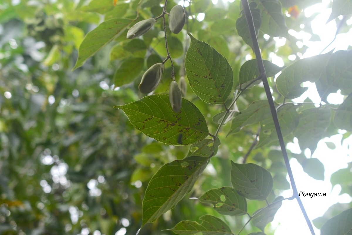 Millettia pinnata Pongame Fabaceae Inde, Chine .jpeg