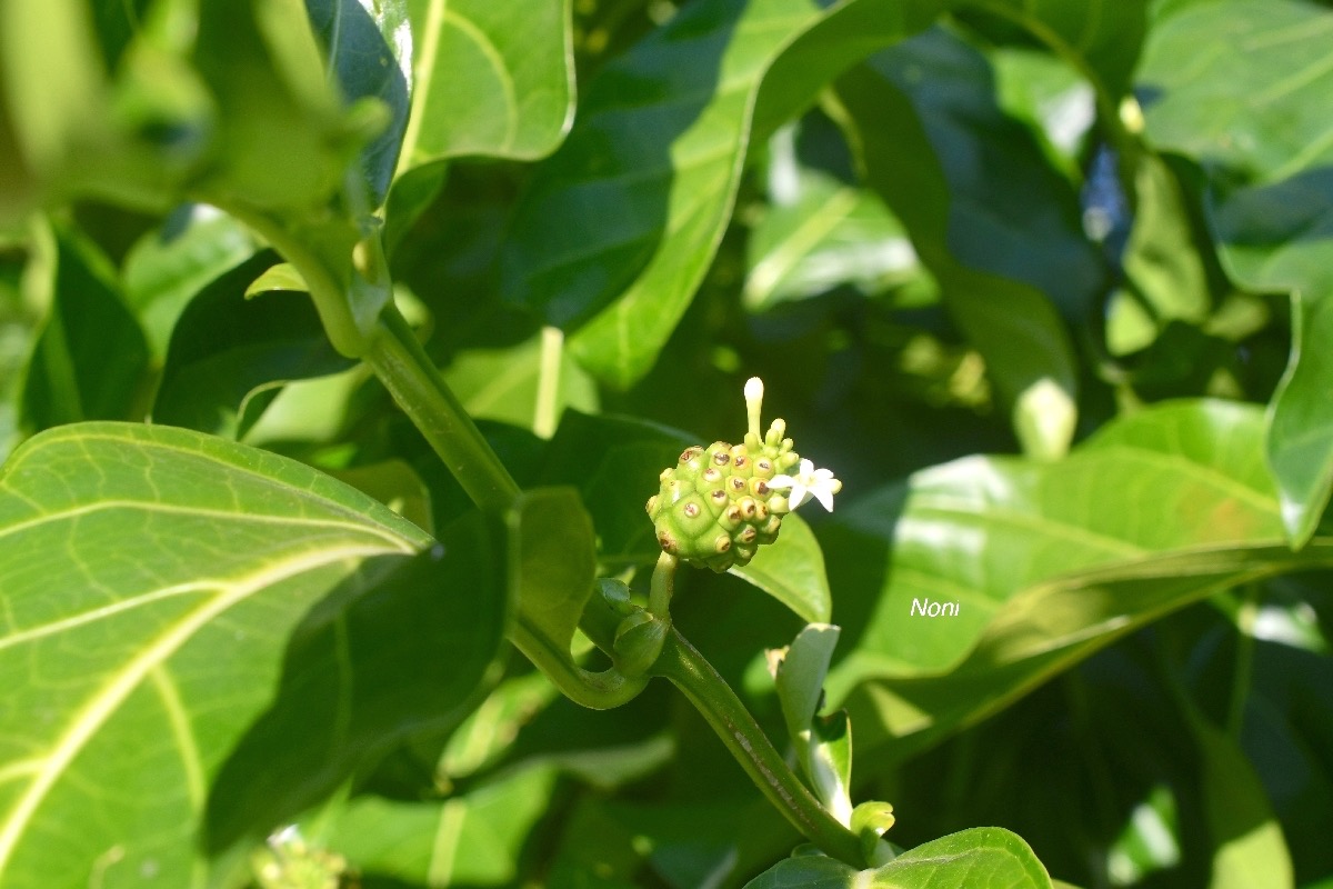 Morinda citrifolia Noni Rubiaceae Océan pacifique .jpeg