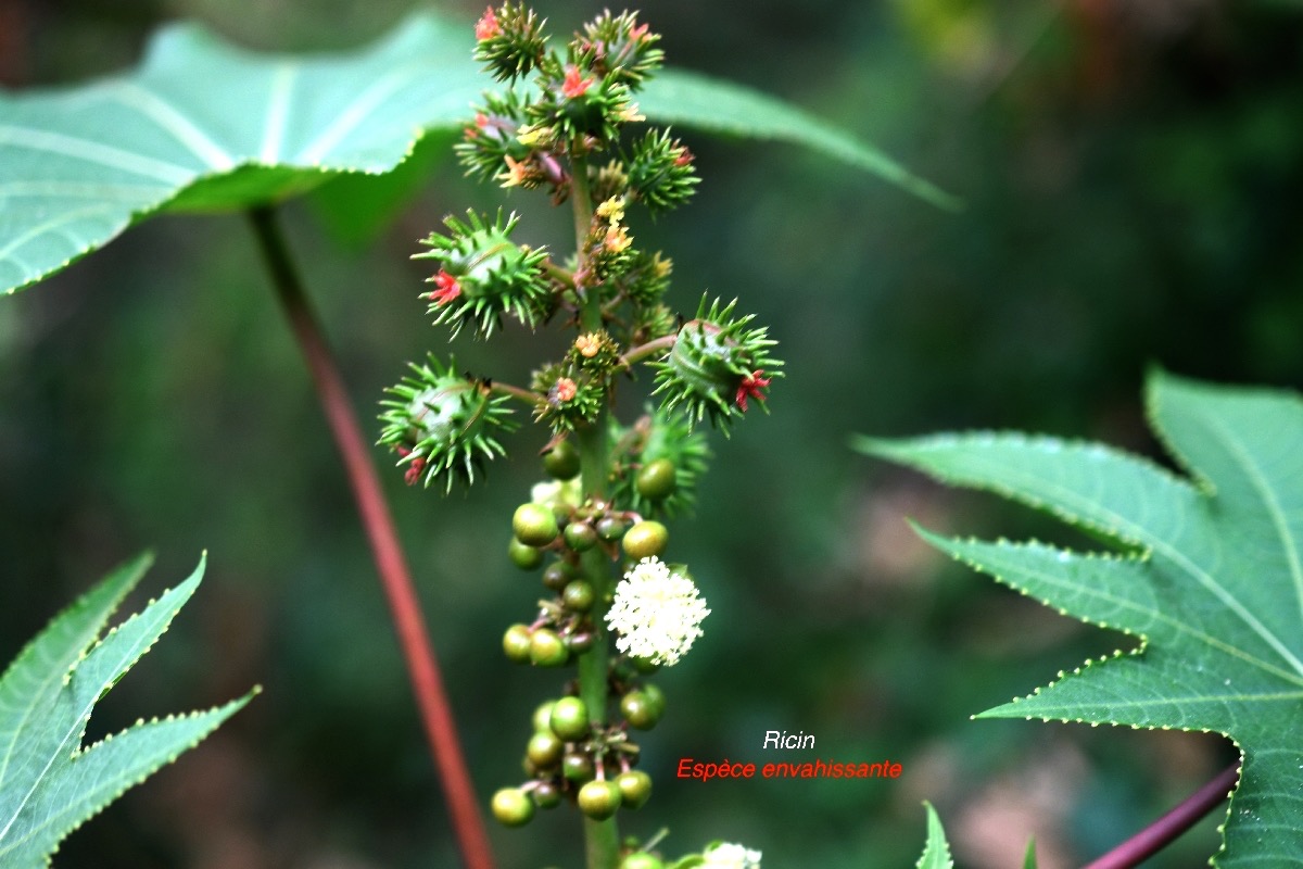 Ricinus communis Ricin Euphorbiaceae EE 8863.jpeg