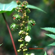 Ricinus communis Ricin Euphorbiaceae EE 8863.jpeg