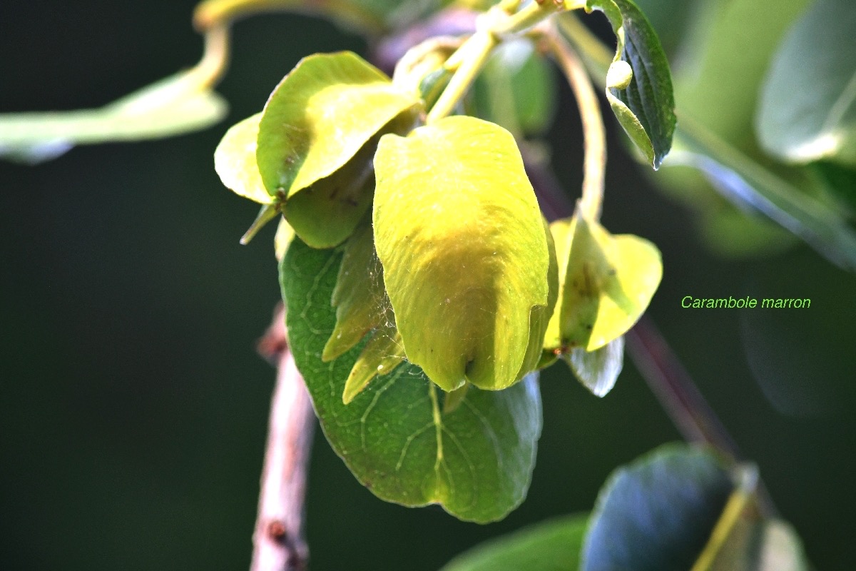 Terminalia arjuna Carambole marron Combretaceae Inde 8880.jpeg