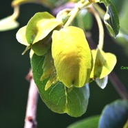 Terminalia arjuna Carambole marron Combretaceae Inde 8880.jpeg