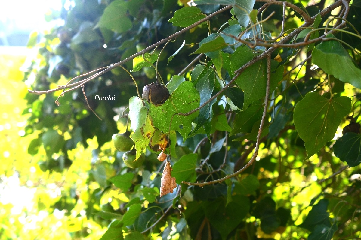 Thespesia populneoides Porche? Malva ceae Indigène La Réunion 8755.jpeg