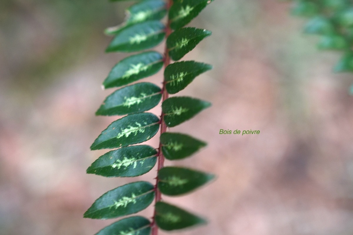 Zanthoxylum heterophyllum Bois de poivre  Rutaceae Endémique Mascareignes 8860.jpeg