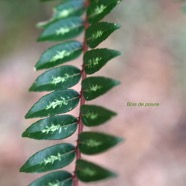 Zanthoxylum heterophyllum Bois de poivre  Rutaceae Endémique Mascareignes 8860.jpeg