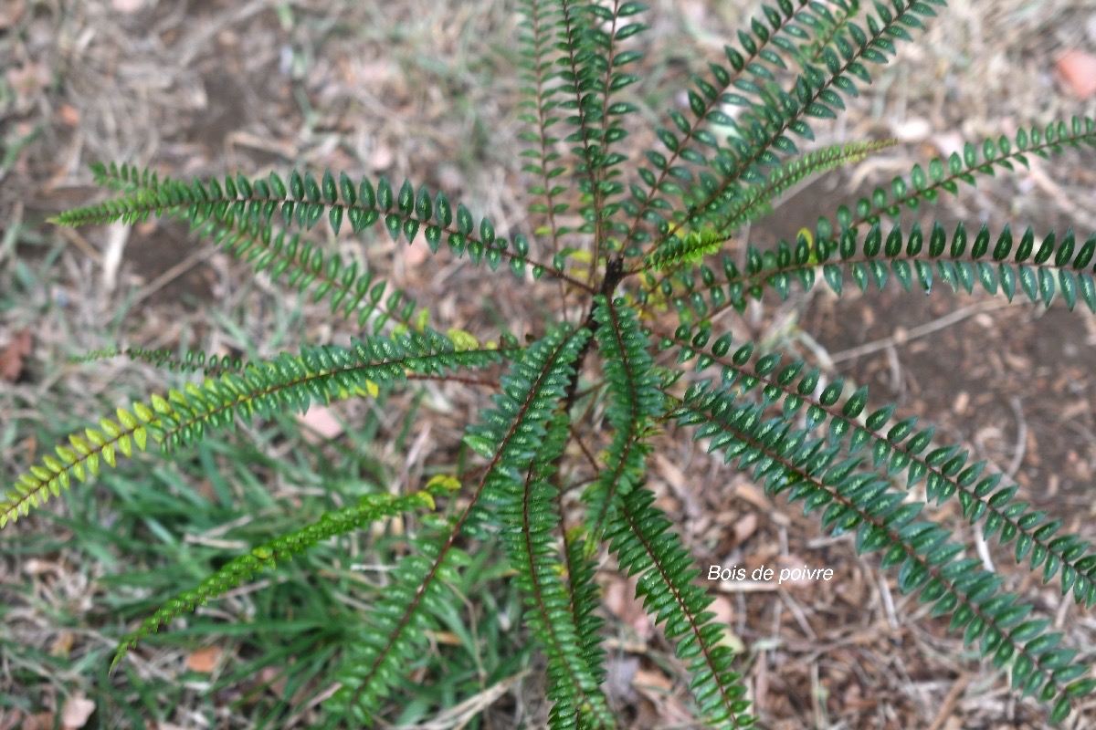 Zanthoxylum heterophyllum Bois de poivre Ru taceae Endémique des Mascareignes 8858.jpeg