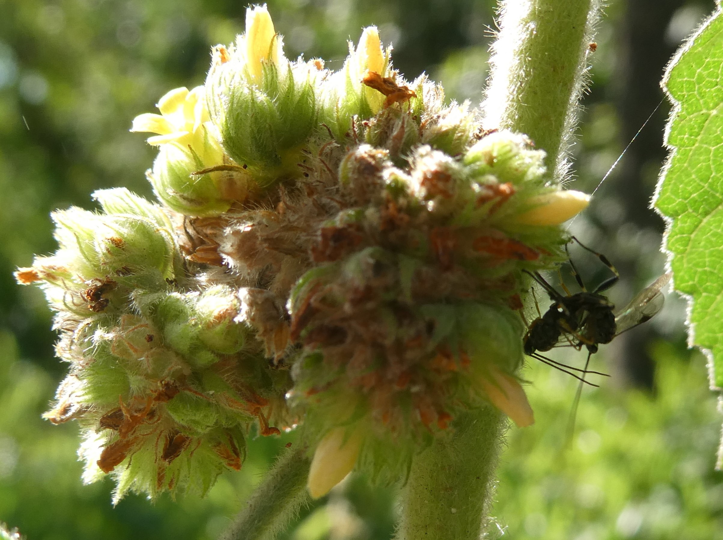 accouplement guêpes sur Waltheria indica  (2).JPG